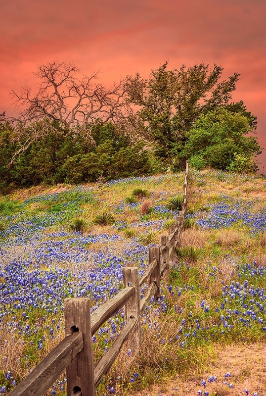 Bluebonnet Sunset by artist timothy sens